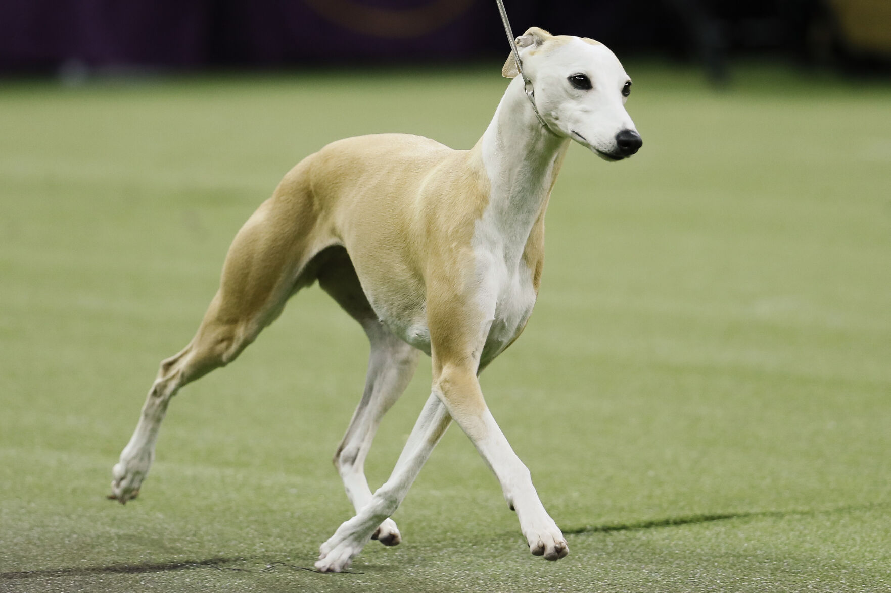 Westminster Dog Show